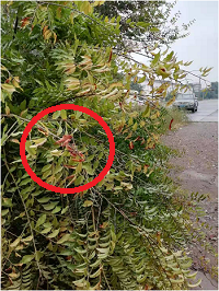 1電氣事故引發(fā)加州山火，據(jù)說這個裝置可以避免事故發(fā)生！